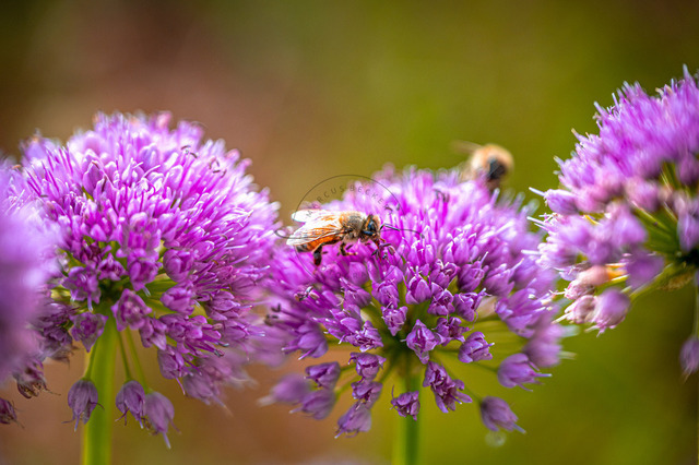 MBF_1582 | Biene (Apis Mellifera) auf lila Blüte vom Zierschnittlauch (Allium schoenoprasum) in natürlichem Umfeld, friedliche Stimmung, Jena, Thüringen, Deutschland - Realisiert mit Pictrs.com