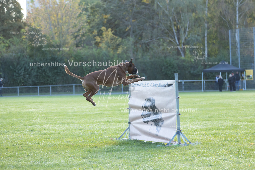 _16A6231 | Einzigartige Fotos von Hunden & Menschen –Actionfotos, Portraits, Vereinsaufnahmen & Paarshootings – authentisch, lebendig & mit Herz.