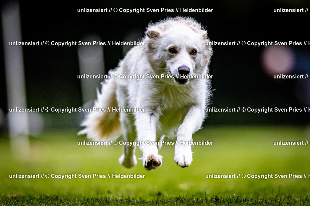 Sven Pries | 2025-10-03 - Hunderennen Obergrombach - Realisiert mit Pictrs.com