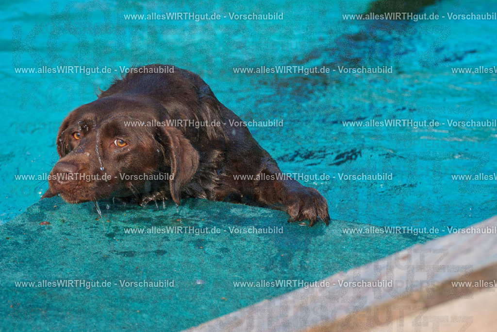Hundeschwimmen_Grefrath_2026-allesWIRTHgut_Tierfotografie-09_07-FAY07467 | Professionelle Tierfotografie in Mönchengladbach von Daniel Wirth (allesWIRTHgut). Liebevolle & natürliche Bilder von Hunden & Katzen für unvergessliche Erinnerungen.