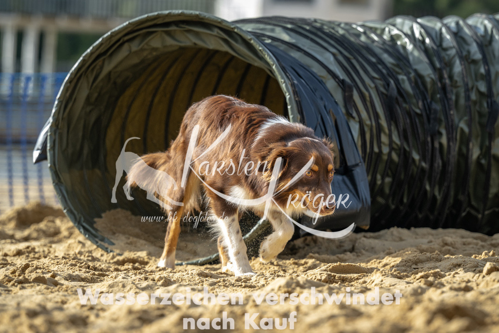 1550_ZZ92414 | kk-dogfotos