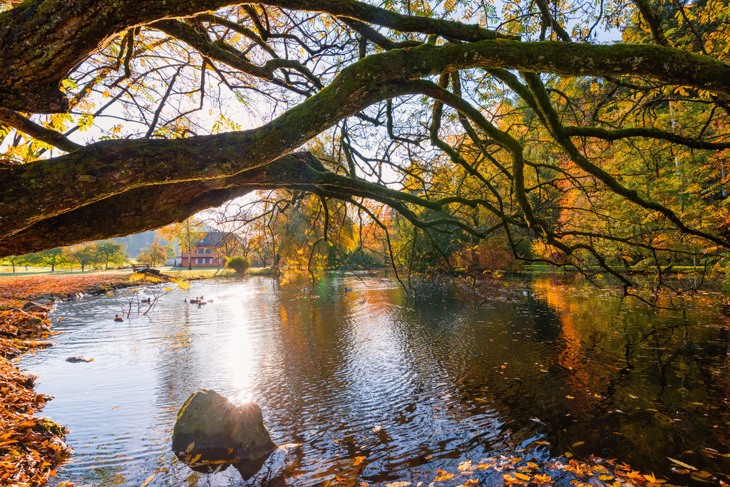 waldsee_311020-11 | <div id="allefotografen-seal-verified-green"></div><script src="https://www.allefotografen.de/956728/seal-verified-green/seal.js" async="async"></script> - Realisiert mit Pictrs.com