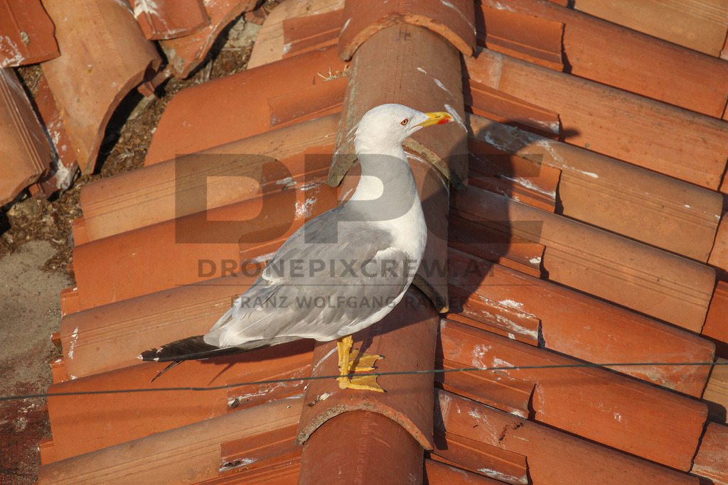 Yellow-legged Gull (Larus michahellis) | Yellow-legged Gull (Larus michahellis), a large gull species commonly found along Mediterranean coasts, rocky shorelines, harbours and coastal areas. - Realisiert mit Pictrs.com