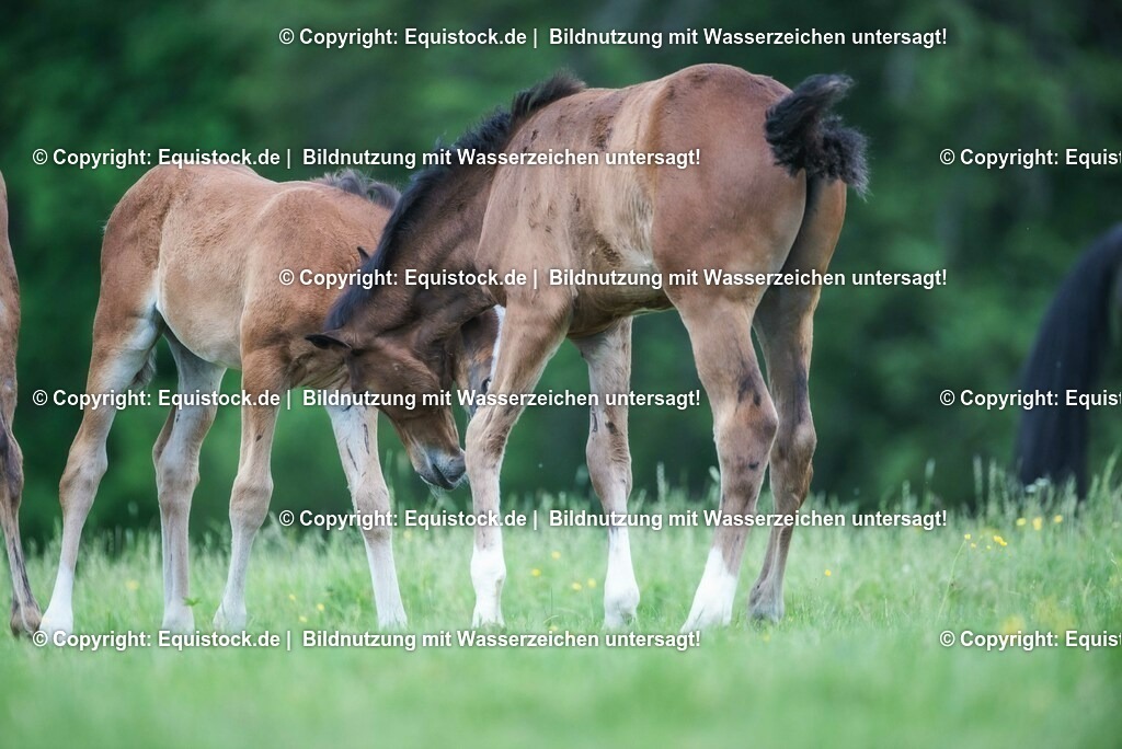 20210617_Fohlen_0353 | Foto: Thomas Hartig