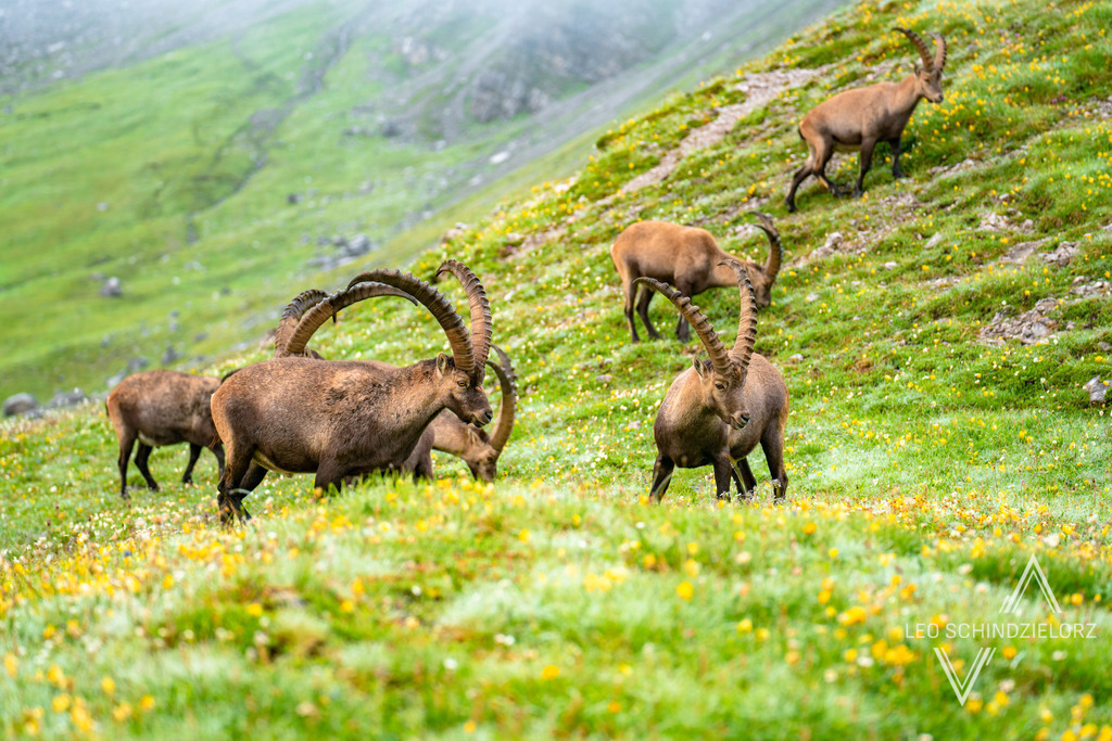 Fotografie_Leo_Schindzielorz_AT_Sommer_Tirol_Lechtal_Alpen_20210809_A7R03615_org | Atmosphärische Landschaftsbilder & Drohnenaufnahmen aus dem Allgäu, Tirol, Südtirol & der Schweiz – ideal für Leinwanddrucke & zur stilvollen Raumgestaltung. - Realisiert mit Pictrs.com