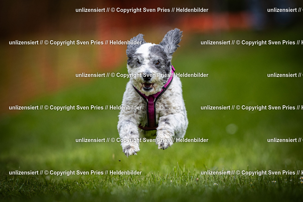 Sven Pries | 2025-04-13 - Hunderennen Baden-Baden - Realisiert mit Pictrs.com