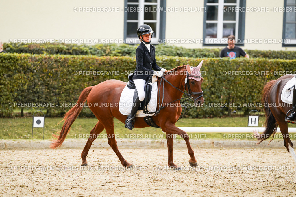 DSC01058 | Pferdegrafie