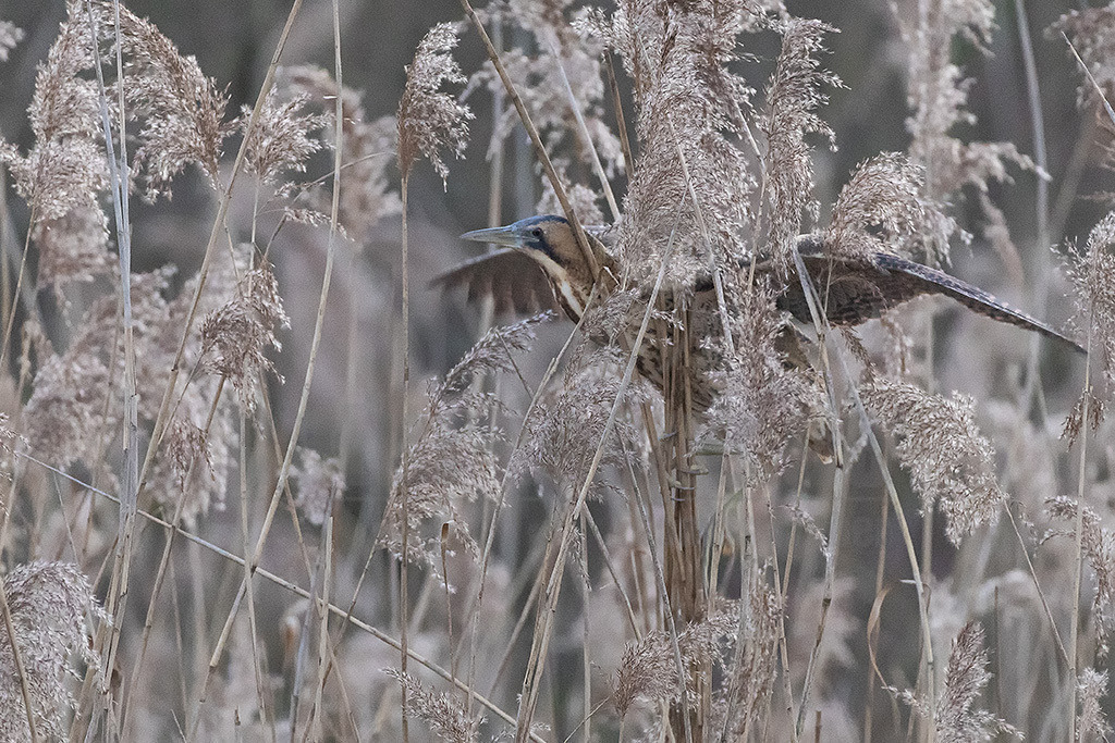 R6NF1149_20240110-2 | Die Rohrdommel ist ein Vogel aus der Familie der Reiher. Im Frühjahr geben die Männchen dumpfe Balzrufe von sich, die kilometerweit zu hören sind und der Rohrdommel früher die volkstümlichen Bezeichnungen Moorochse, Wasserochse, Riedochse und Mooskuh eingetragen haben. - Realisiert mit Pictrs.com