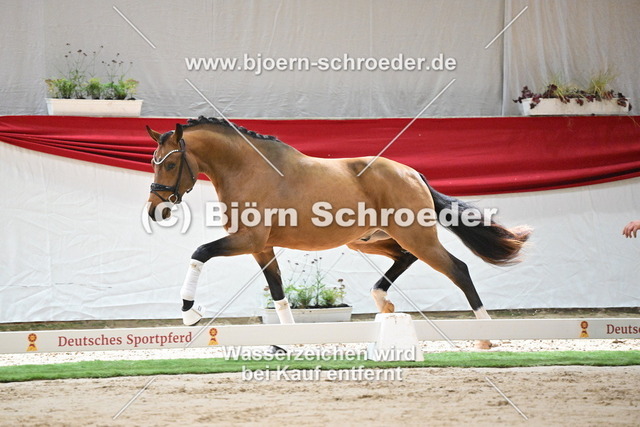 097_Fabletic - Quaterback_960_0486 | Björn Schroeder Pferdefotografie