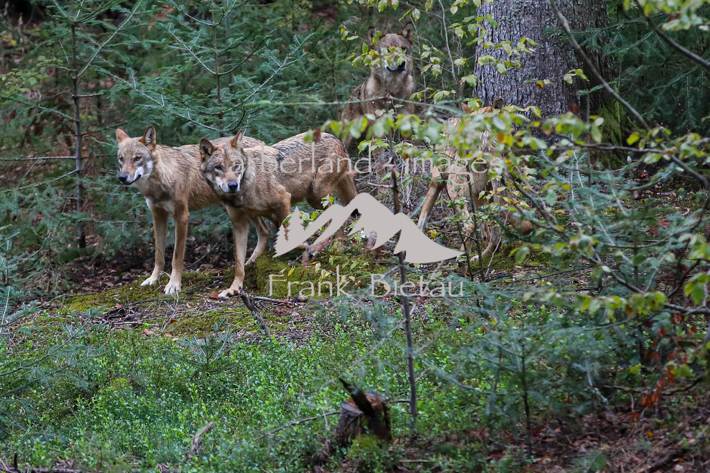 OE7A4039 | erstmalig Erkunden die 4 neuen Wölfe Ihr Gehege im Nat.Park Zentrum Falkenstein in Ludwigsthal