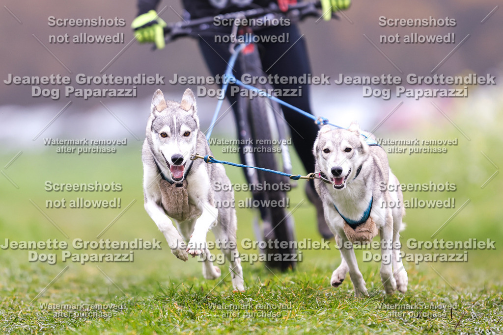 Dog Paparazzi - Visbeck 25 -109 | Dog Paparazzi Jeanette Grottendiek Fotografie & Videografie - Realisiert mit Pictrs.com