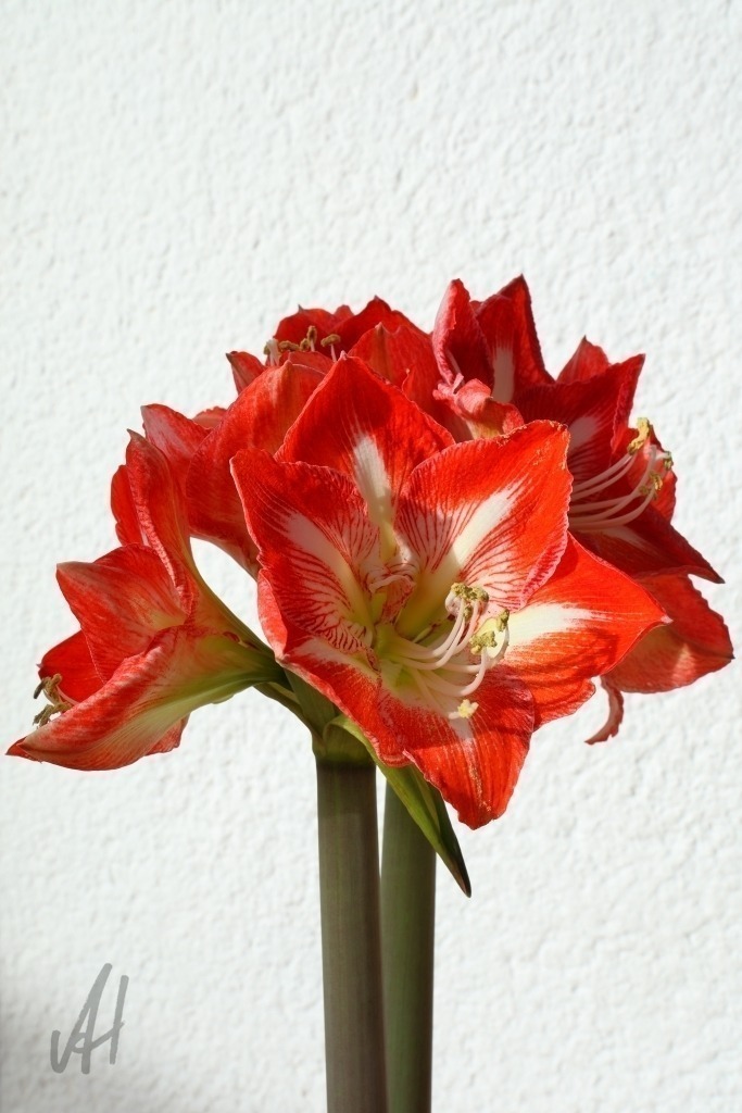 Blüte Amaryllis | Blüte Amaryllis - Realisiert mit Pictrs.com