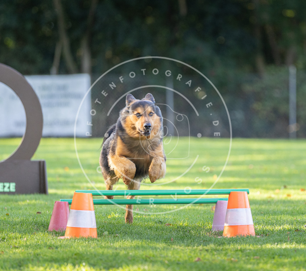 Pfotenfotografie.de_DV3A3570 | Hundefotografie, Tierfotograf, Pfotenfotografie, Fotoshooting Hund, Hunde Portrait, Hundesport, Hundeportraits, Heideshooting, Hunde, Sportfotograf, Hundefotograf, Turnierhundsport, THS, canicross - Realisiert mit Pictrs.com