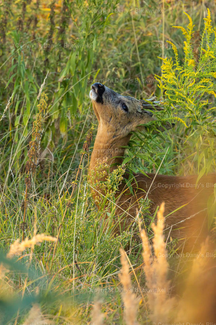 202229 | Tierfotografie, Tierkalender, Tierbilder, Insekten, Spinnen, Vögel, Schmetterling, Libellen, Leinwand, Colorkey, Qualität, Geschenkartikel, Geschenk - Realisiert mit Pictrs.com