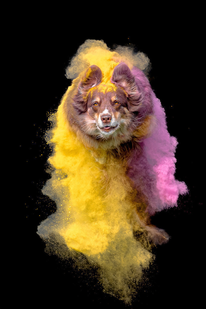 allesWIRTHgut Tierfotografie - 7IV08777-Bearbeitet | Professionelle Tierfotografie in Mönchengladbach von Daniel Wirth (allesWIRTHgut). Liebevolle & natürliche Bilder von Hunden & Katzen für unvergessliche Erinnerungen.