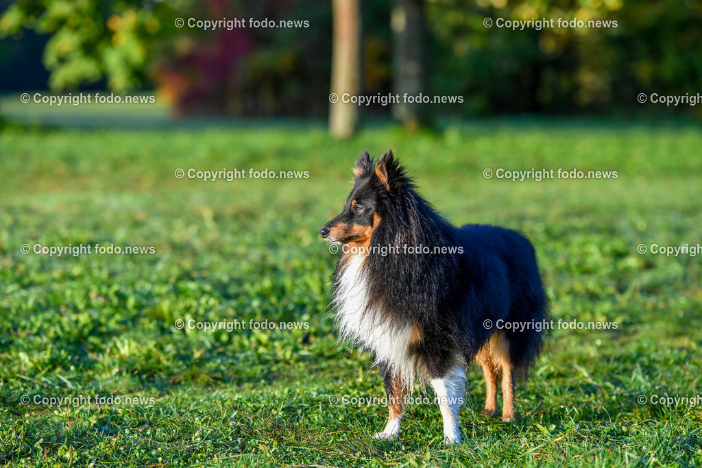 Hunde_ 09.10.2022-16 | 09.10.2022, Linz, AUT, Hund, Hunde, Themenbild, im Bild Hund, Hunde, spazieren, Freilaufzone, Spazierweg, Arrigo und Luigi