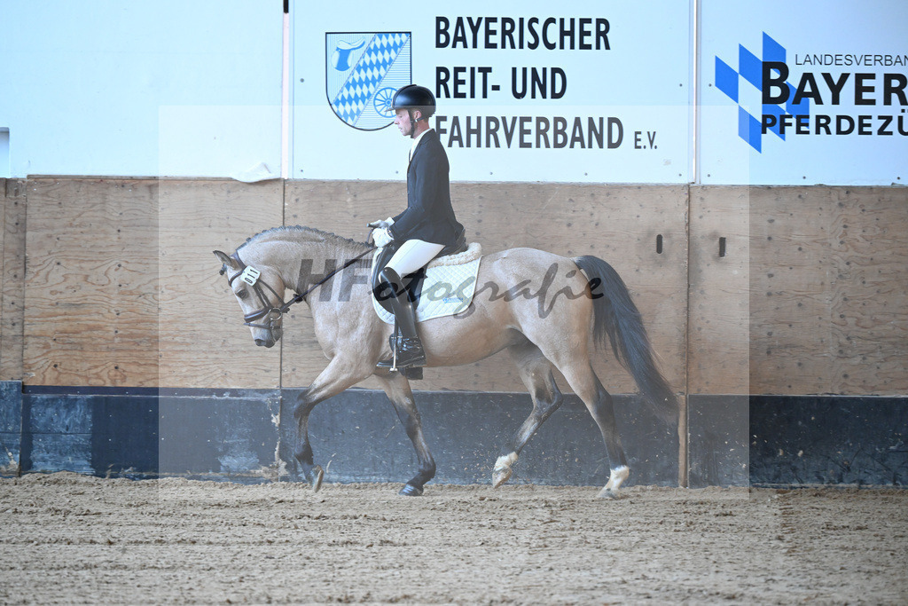 Kat-Nr. 11 Magnus HL v. Mescal_ZG Donau-Ries_43250023 | hf-fotografie - Realisiert mit Pictrs.com