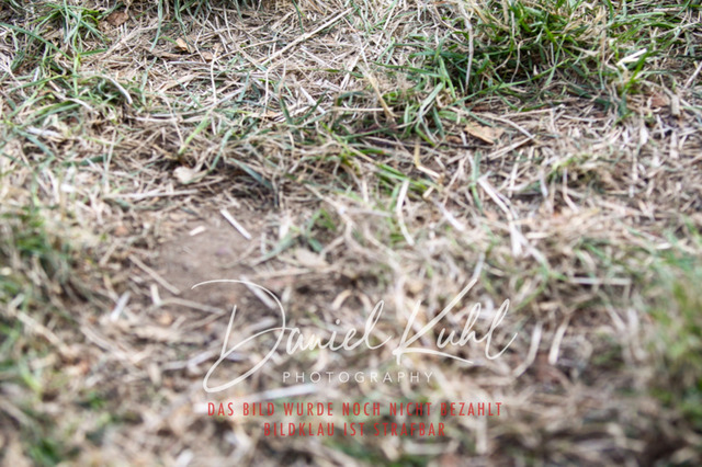 DKP43049 | Turniersportfotografie; Pferdefotografie; Dressurfotografie