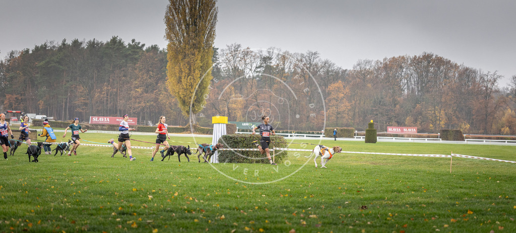 CaniXpix_DV3A8724 | Hundefotografie, Tierfotograf, Pfotenfotografie, Fotoshooting Hund, Hunde Portrait, Hundesport, Hundeportraits, Heideshooting, Hunde, Sportfotograf, Hundefotograf, Turnierhundsport, THS,  - Realisiert mit Pictrs.com