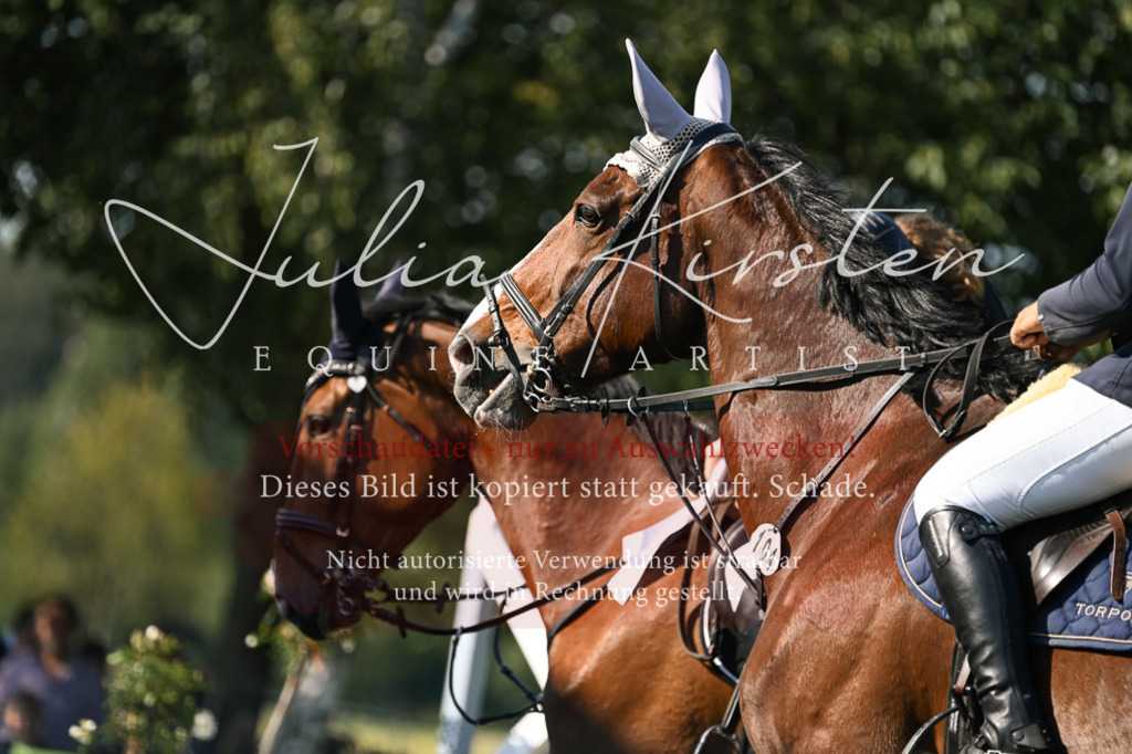 DSC_1533 | Pferde- und Turnierfotografie in Westsachsen. Pferdeportraits, Auftragszeichnungen und intuitive Kunst.