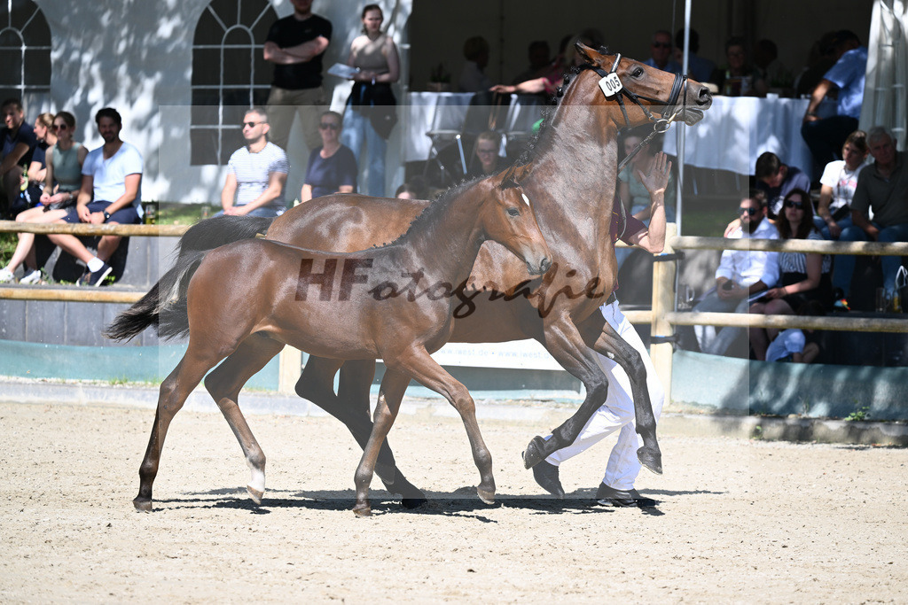 Praesentation Auktionsfohlen_36230166 | hf-fotografie - Realisiert mit Pictrs.com