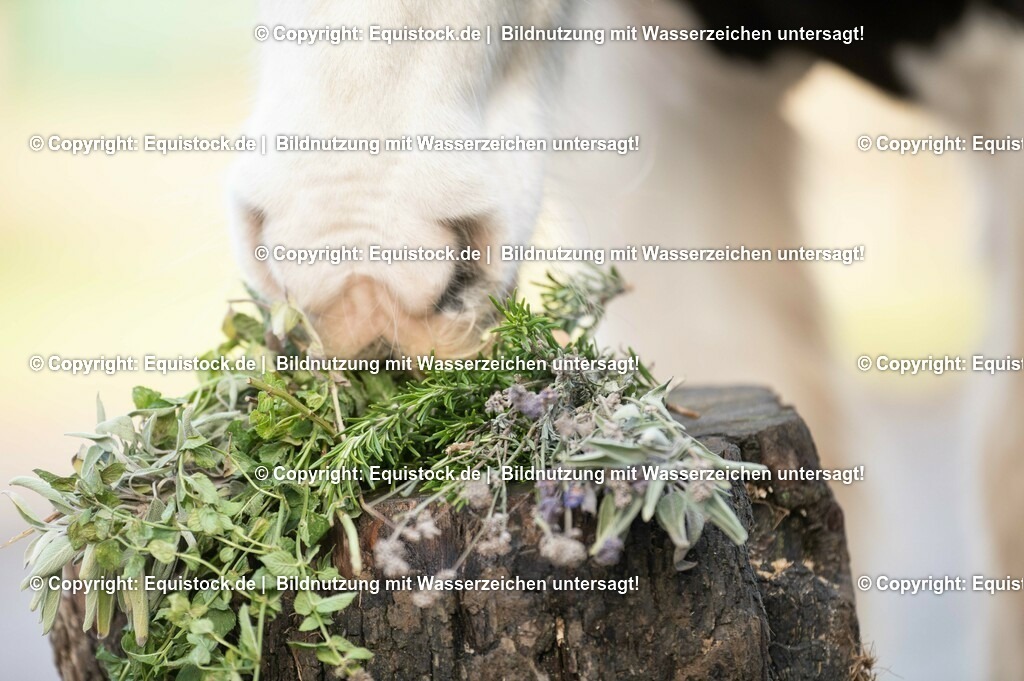 20201207_Tinker-frisst-kr__uter_0002 | equistock