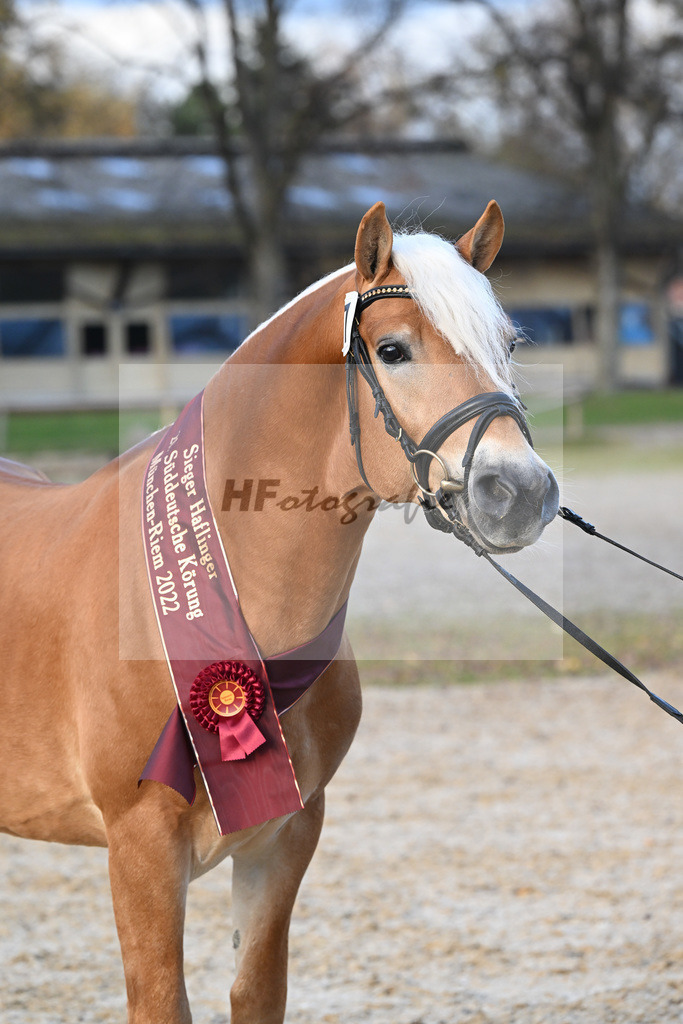 Kat-Nr. 7 Nachtprinz v. Nachtstolz_Schwarz_60221708 | hf-fotografie - Realisiert mit Pictrs.com
