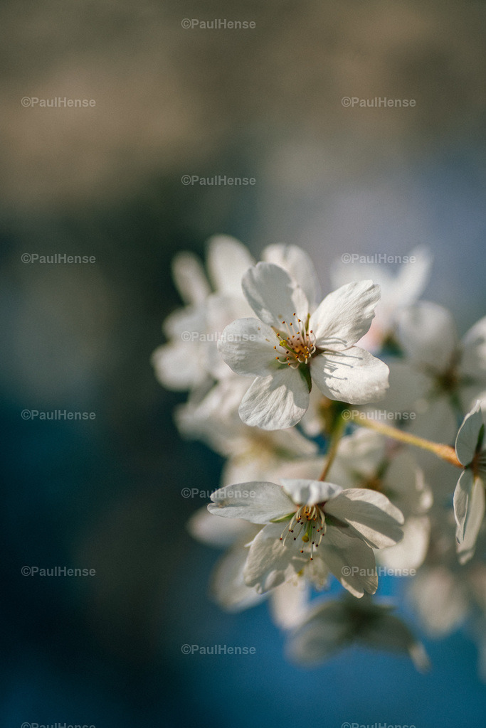 20220324_PaulHense_S0012_DSC03455 | paulhense - Realisiert mit Pictrs.com