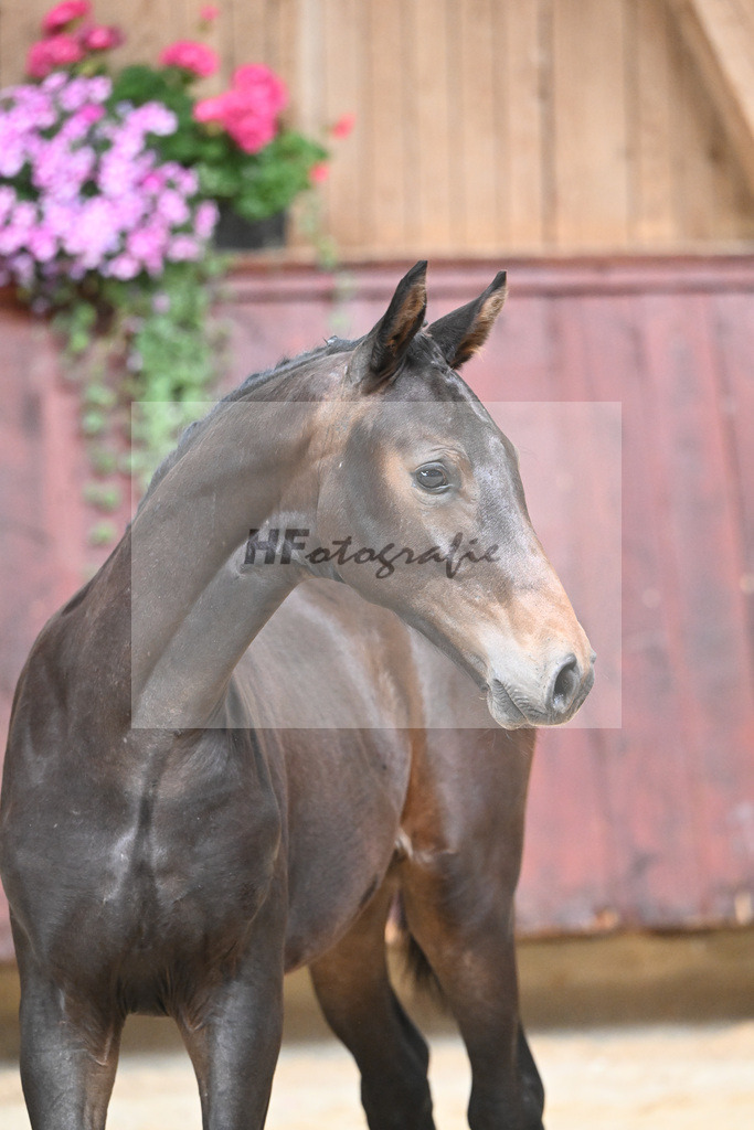 Kat-Nr. 12 HF Escaneno_Albert_26230115 | hf-fotografie - Realizzato con Pictrs.com