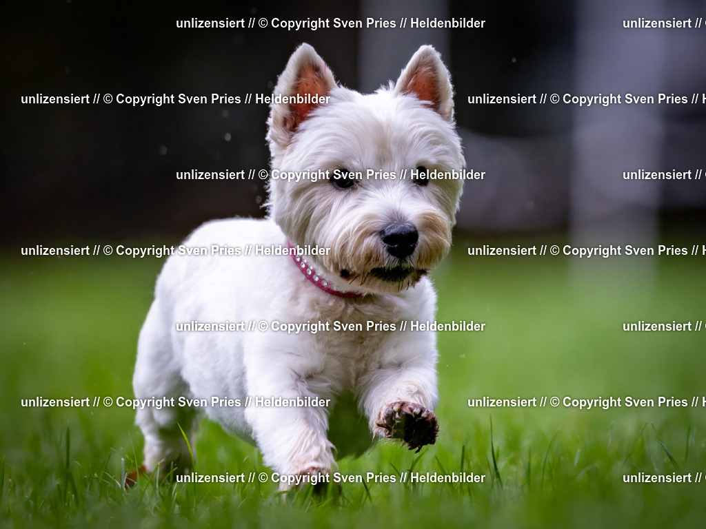 Sven Pries | 2024-10-19 - Hunderennen Ober-Grombach - Realisiert mit Pictrs.com