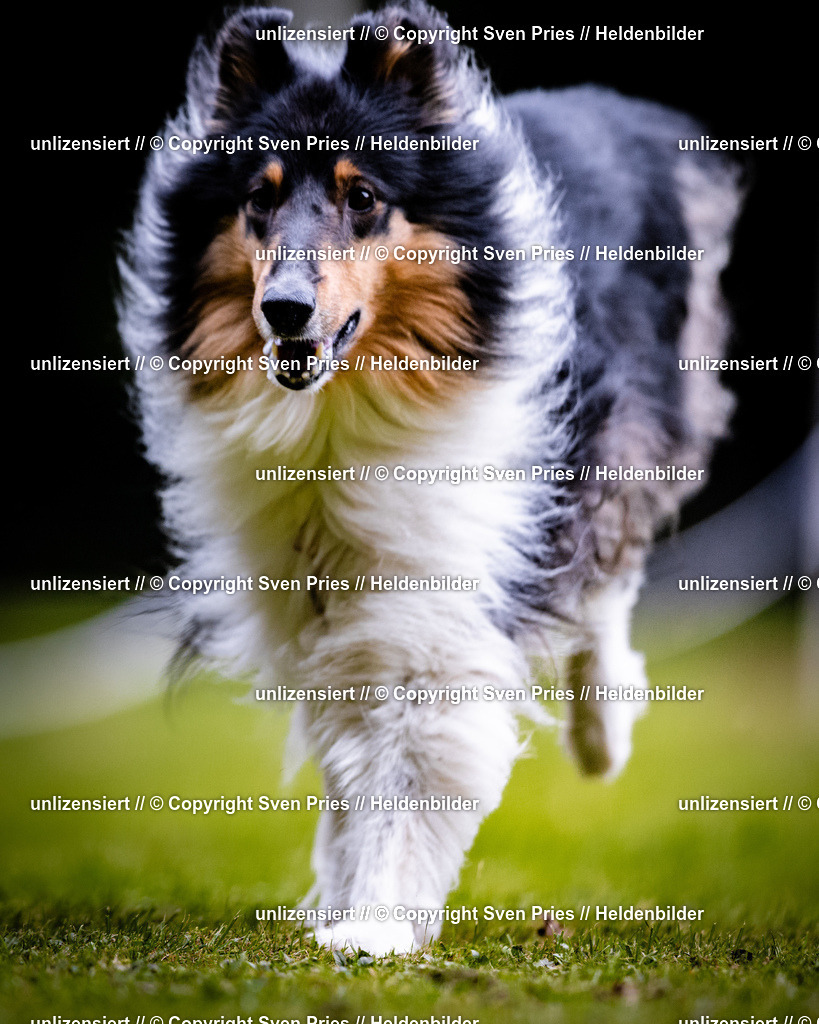 Sven Pries | 2025-10-03 - Hunderennen Obergrombach - Realisiert mit Pictrs.com