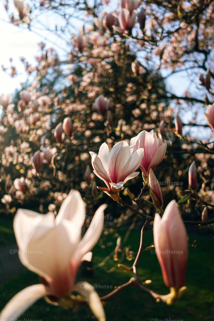 20220324_PaulHense_S0028_DSC03504 | paulhense - Realisiert mit Pictrs.com