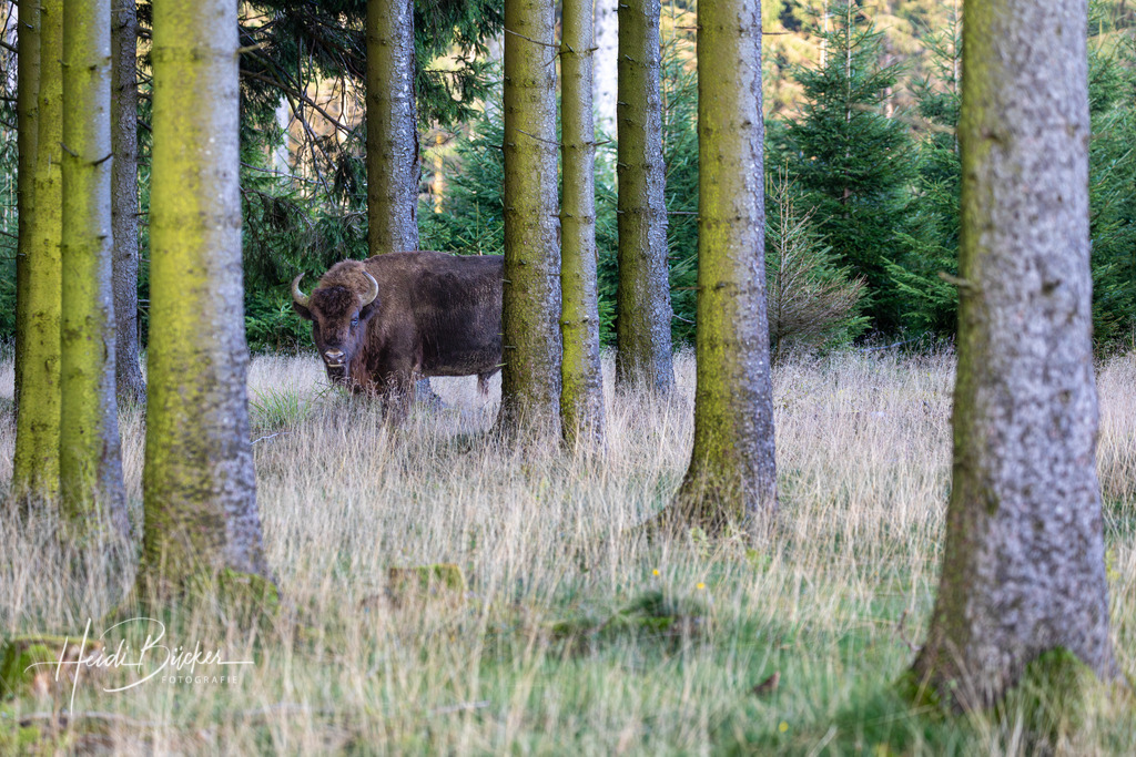 Freilebendes Wisent im Fichtenwald | Freilebendes Wisent in einem Fichtenwald bei Schmallenberg im Sauerland - Realisiert mit Pictrs.com