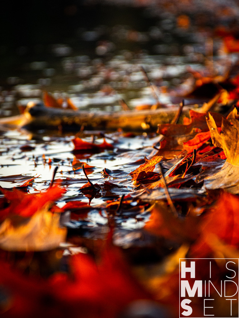 Warm Foilage | Sichere dir dein Lieblingsbild von HISMINDSET als Print für dein Zuhause oder das Büro! - Realisiert mit Pictrs.com