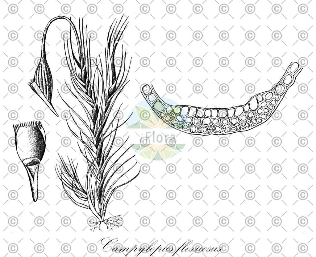 HistAbb_wfo-0000343668_1_ENZY_Simple | Historische Abbildung von Campylopus flexuosus - Leucobryaceae | Historical Illustration of Campylopus flexuosus - Leucobryaceae