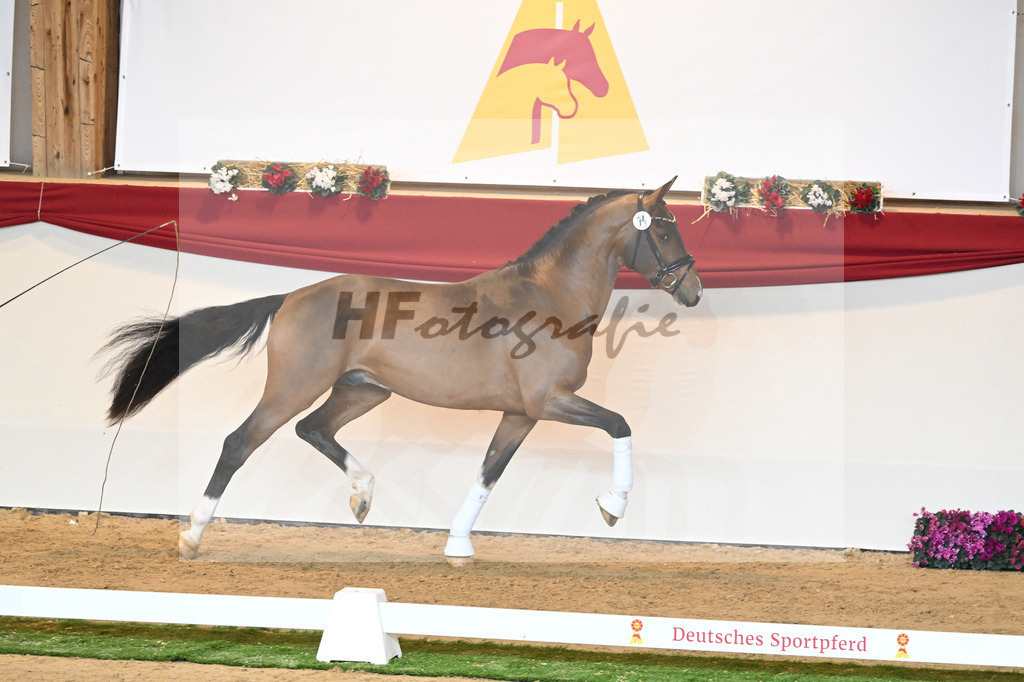 Kat-Nr. 74 Vaderland_Gestuet Pramwaldhof_1230497 | hf-fotografie - Realisiert mit Pictrs.com