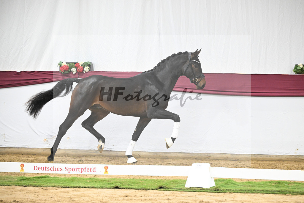 Kat-Nr. 66 Feliciano x Fidertanz_Franz Winklmaier_47252505 | hf-fotografie - Realisiert mit Pictrs.com