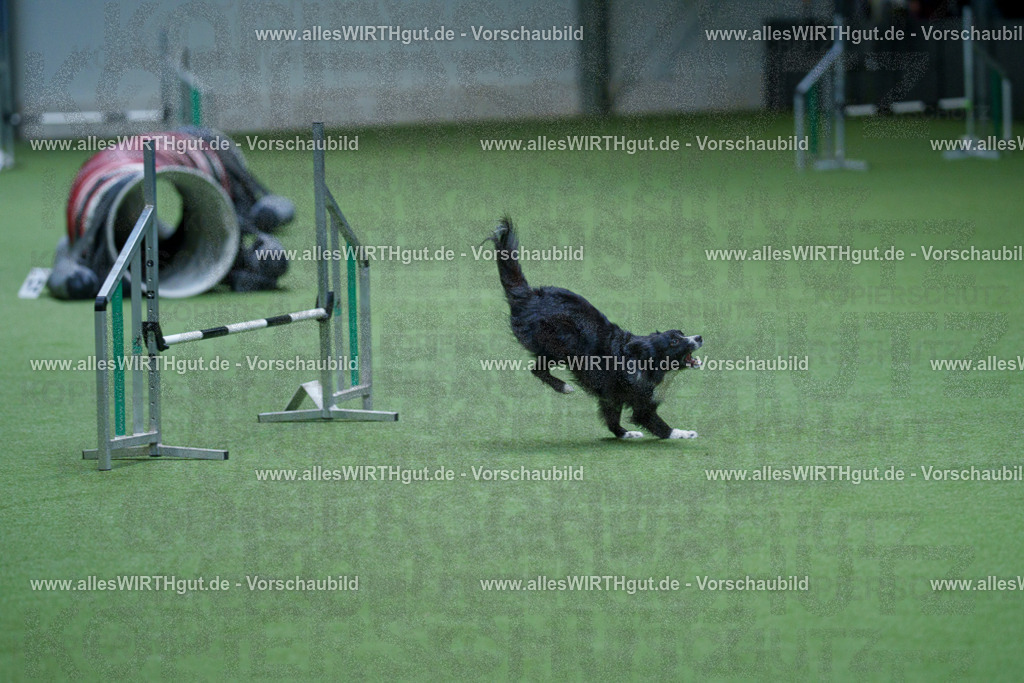@allesWIRTHgut_Tierfotografie - www.allesWIRTHgut.de - 2604251115-7R509967 | Professionelle Tierfotografie in Mönchengladbach von Daniel Wirth (allesWIRTHgut). Liebevolle & natürliche Bilder von Hunden & Katzen für unvergessliche Erinnerungen.