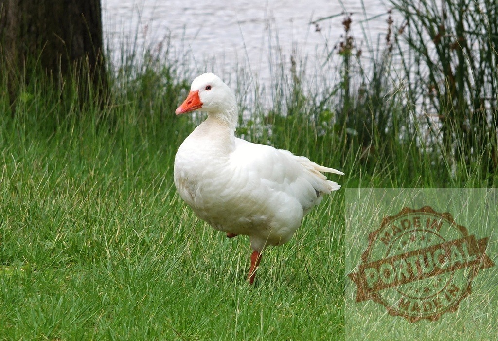 White goose balancing on one leg in green grass | White goose standing on one leg near the water's edge in lush green grass - Realisiert mit Pictrs.com