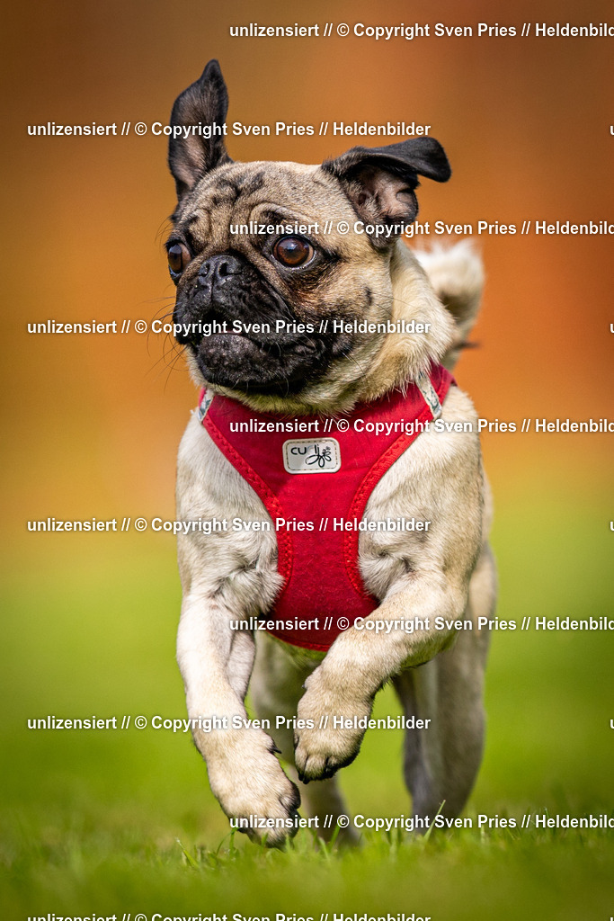 Sven Pries | 2024-09-22 - Hunderennen Baden-BadenPudelverein - Realisiert mit Pictrs.com