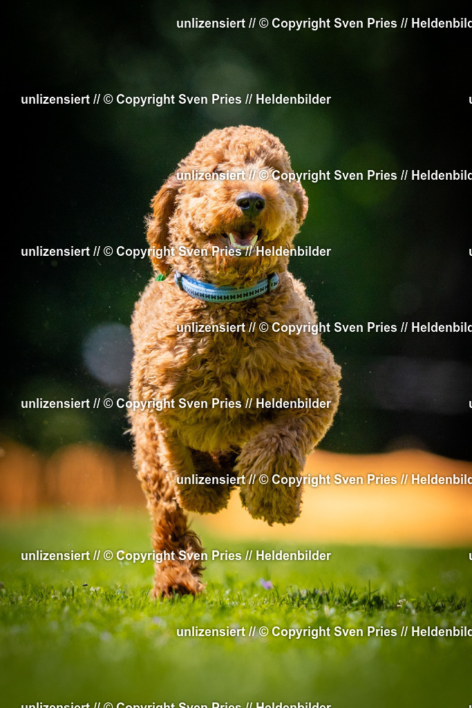 Sven Pries | 2025-08-10 - Hunderennen Durlach - Realisiert mit Pictrs.com