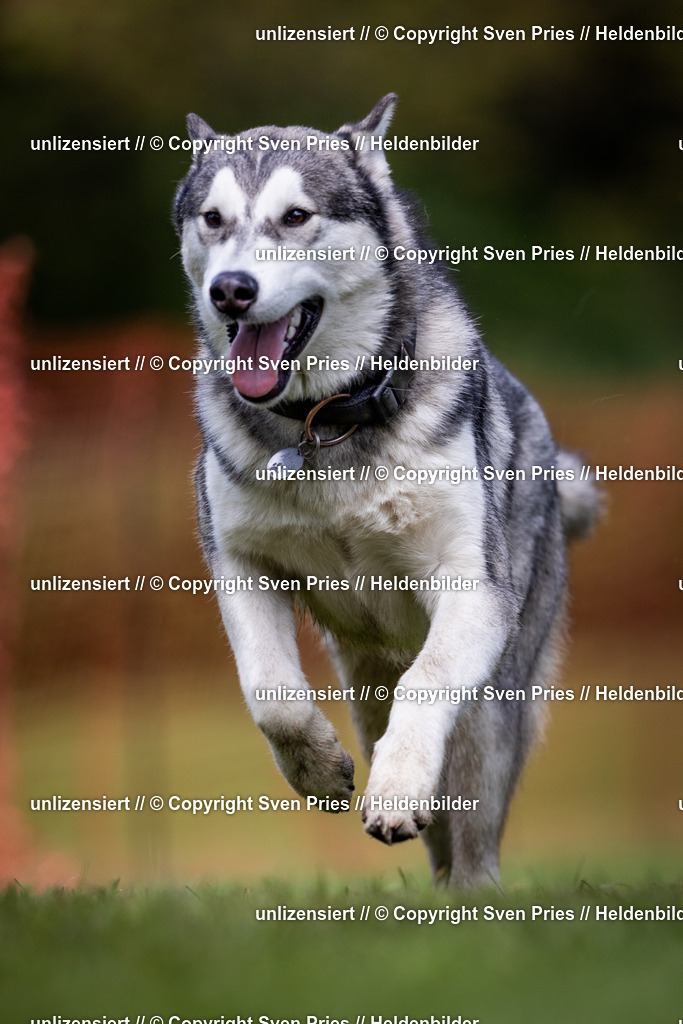 Sven Pries | 2024-04-21 - Hunderennen Baden-Oos
Foto: Sven Pries - Realisiert mit Pictrs.com