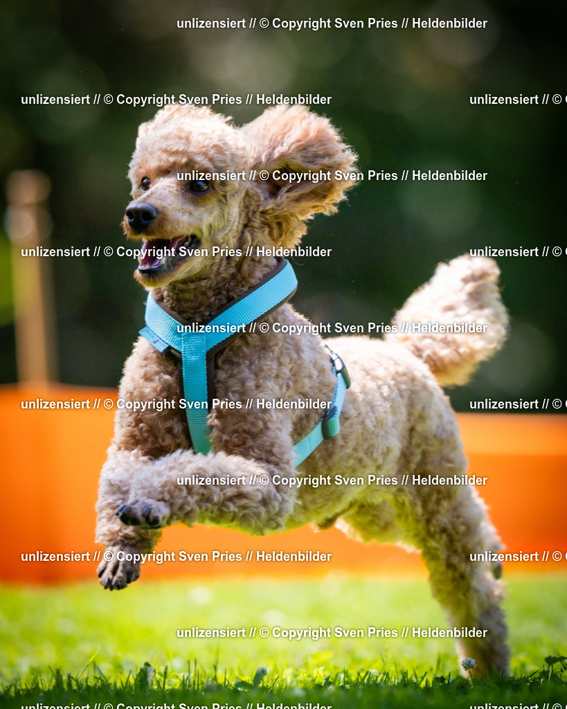 Sven Pries | 2025-08-10 - Hunderennen Durlach - Realisiert mit Pictrs.com