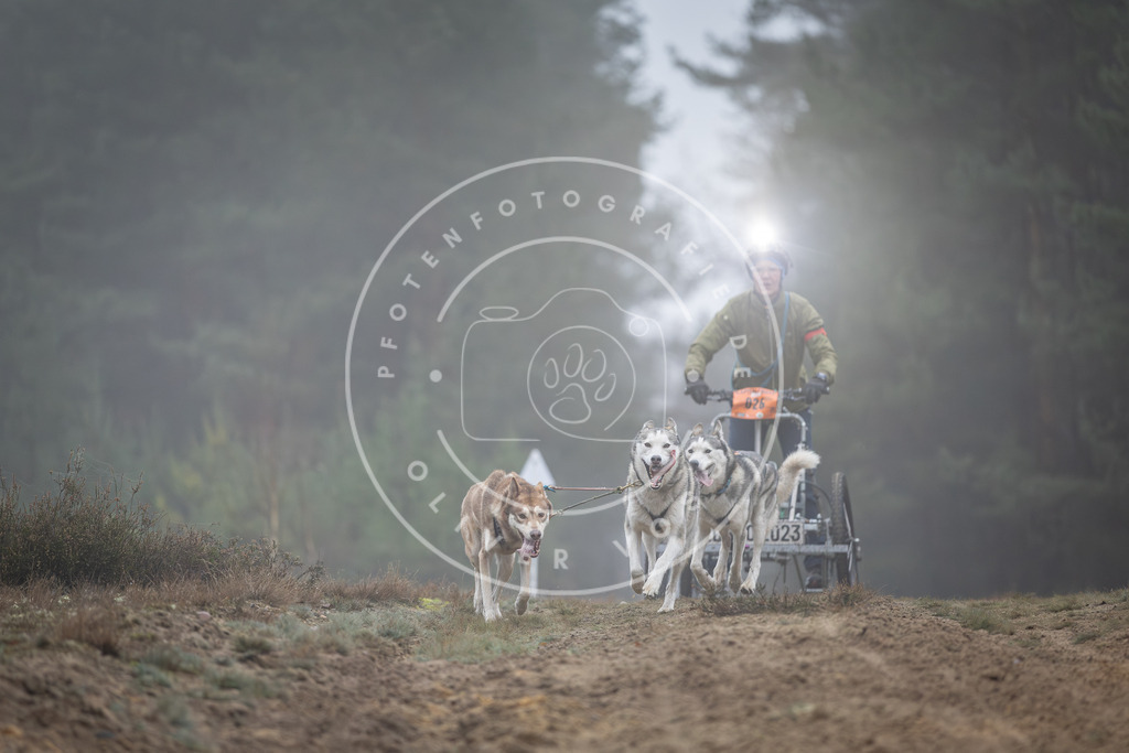 Pfotenfotografie_DV3A0642 | Hundefotografie, Tierfotograf, Pfotenfotografie, Fotoshooting Hund, Hunde Portrait, Hundesport, Hundeportraits, Heideshooting, Hunde, Sportfotograf, Hundefotograf, Turnierhundsport, THS,  - Realisiert mit Pictrs.com