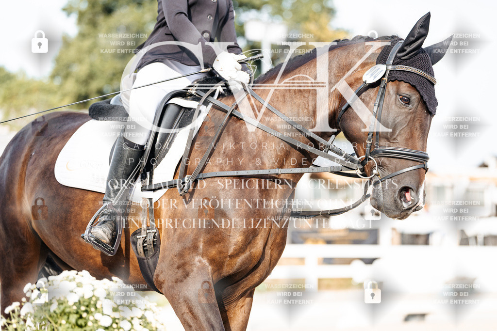 CK903970 | Turnierfotografie Pferdefotografie Trier Rheinland-Pfalz Pferdesport Reitsport Tierfotografie Sportfotografie Pferdevideo Pferdevideografie Equestrianvideography equestrianphotography  - Realisiert mit Pictrs.com