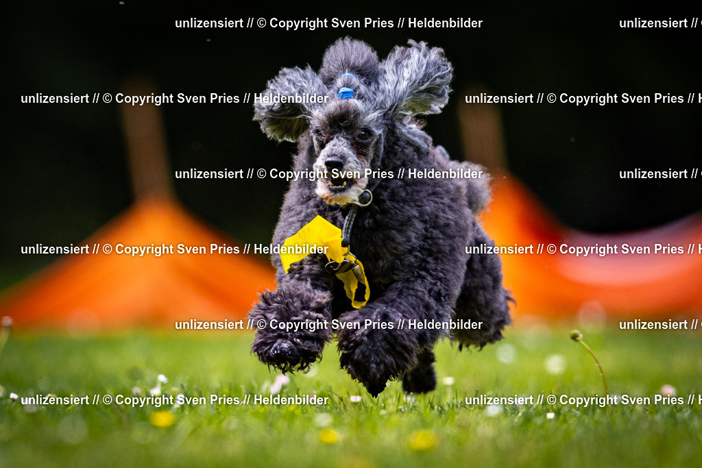 Sven Pries | 2026-05-14 - Hunderennen KA Durlach Vatertag 2026 - Realisiert mit Pictrs.com