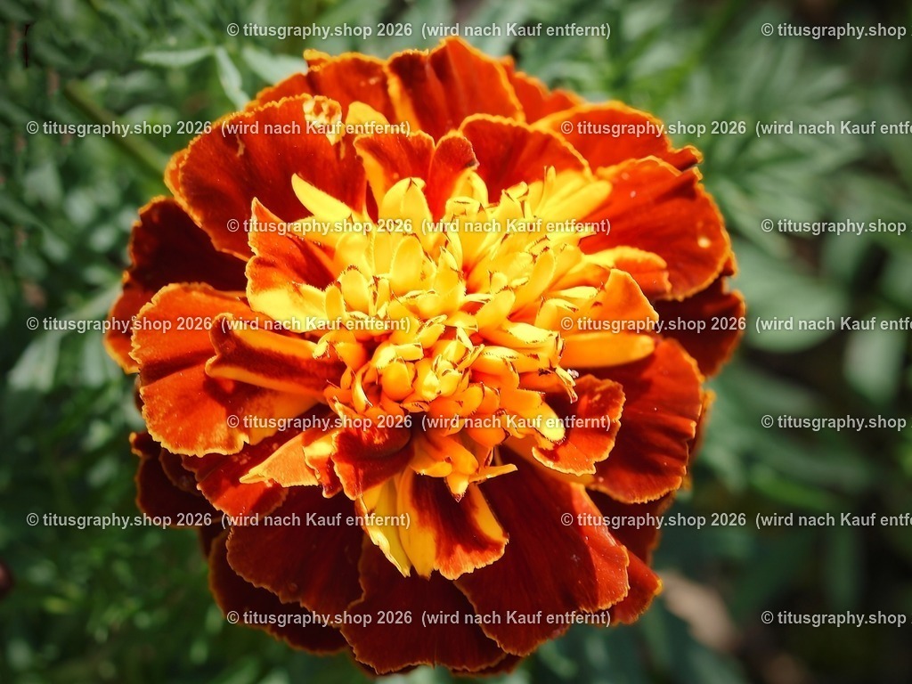 titusgraphy-PA221841-ln_pe | OLYMPUS DIGITAL CAMERA - Realisiert mit Pictrs.com