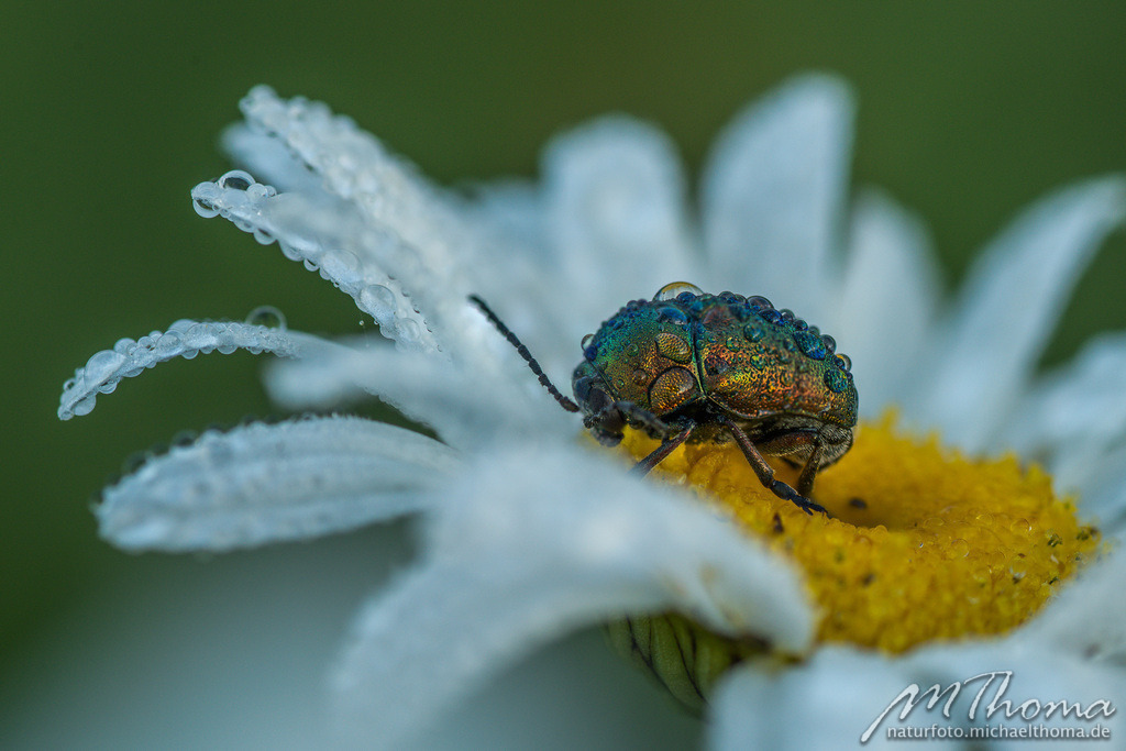 Taubedeckter Glanzkäfer | Dies ist der Online-Shop von naturfoto.michaelthoma.de. Ich bin leidenschaftlicher Naturfotograf und fotografiere von der Andromedagalaxie bis zum Zwergtaucher, von der Ameise bis zum Orionnebel alles was mit Natur zu tun hat. Hier kann eine Auswahl meine - Realisiert mit Pictrs.com