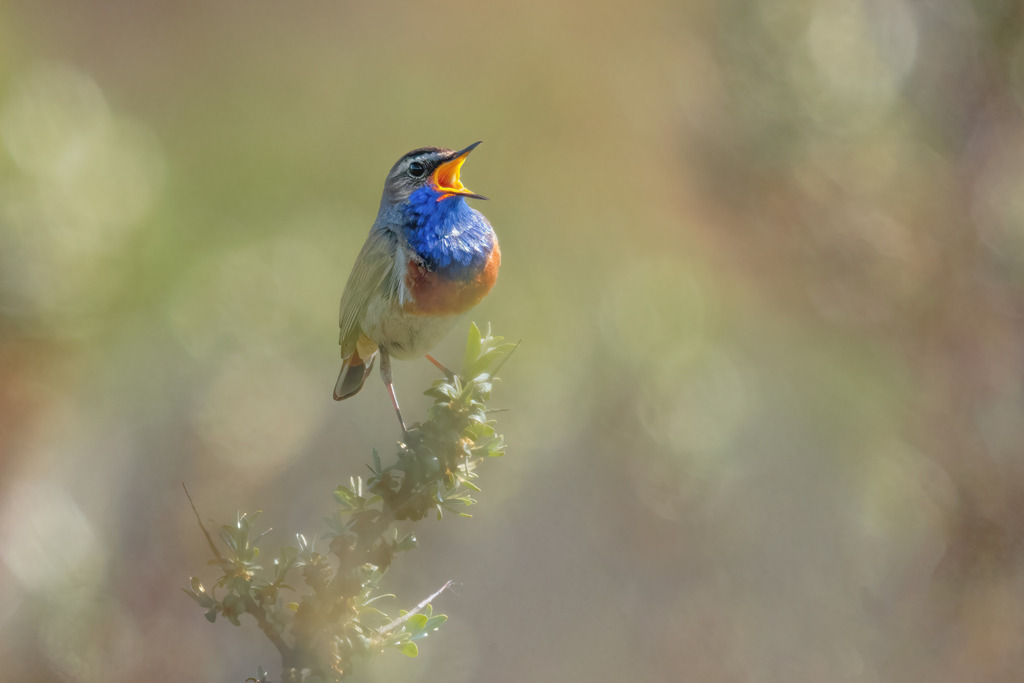 Wandbild: Melodie der Natur des Blaukehlchen | Dieses wunderschöne Bild zeigt ein singendes Blaukehlchen, das stolz auf einem Ast sitzt. Der Vogel hebt seinen Kopf und öffnet seinen Schnabel weit, um seinen melodischen Gesang zu präsentieren. Das Federkleid des Blaukehlchens schimmert in leuchtenden Blautönen, die Brust ziert ein auffälliger orangefarbener Fleck. Der Hintergrund ist unscharf und zeigt sanfte, pastellfarbene Töne, die dem Bild eine weiche, verträumte Atmosphäre verleihen und das Blaukehlchen als Hauptmotiv hervorheben.