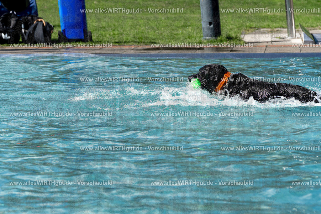 Hundeschwimmen_Volksbad_2026-allesWIRTHgut_Tierfotografie-2609061326-FAY06750 | Professionelle Tierfotografie in Mönchengladbach von Daniel Wirth (allesWIRTHgut). Liebevolle & natürliche Bilder von Hunden & Katzen für unvergessliche Erinnerungen.